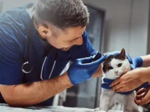 Profissional inspecionando a orelha de um felino no consultório